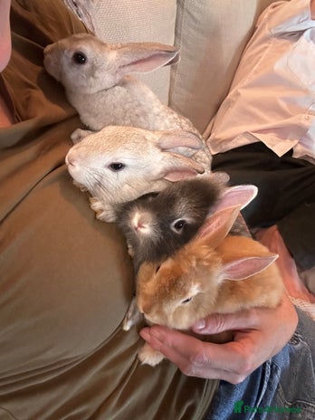 Lionhead rabbits - Advert 1