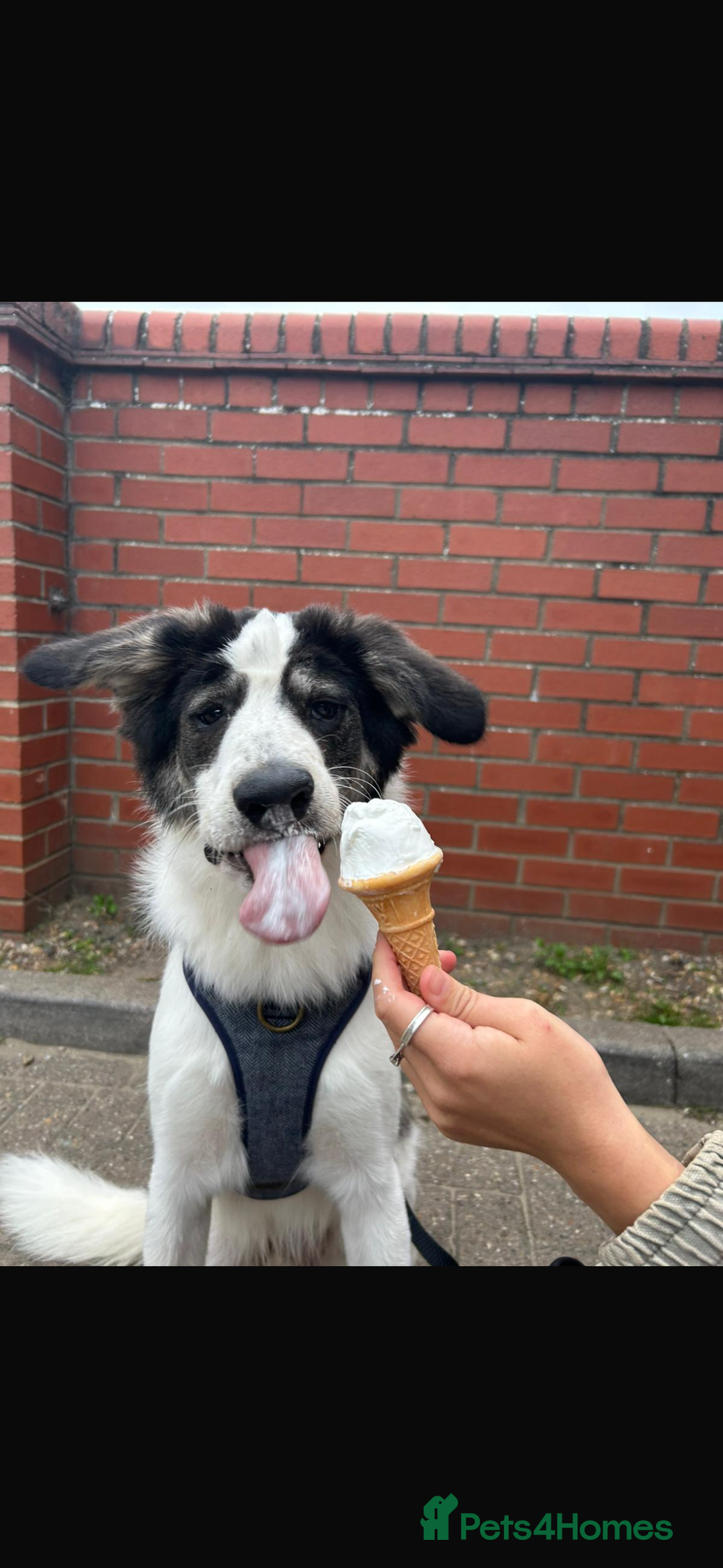 Mixed Breed dogs for sale: 13 Month Old - Marley❤️ - Advert 4