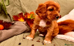 Mixed Breed dogs for sale: Cockapoo/Cavapoo Mix Puppies Available 10 Nov 25 - Image 10