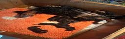 Gordon Setter dogs for sale: 10month old bitch puppy - Advert 2