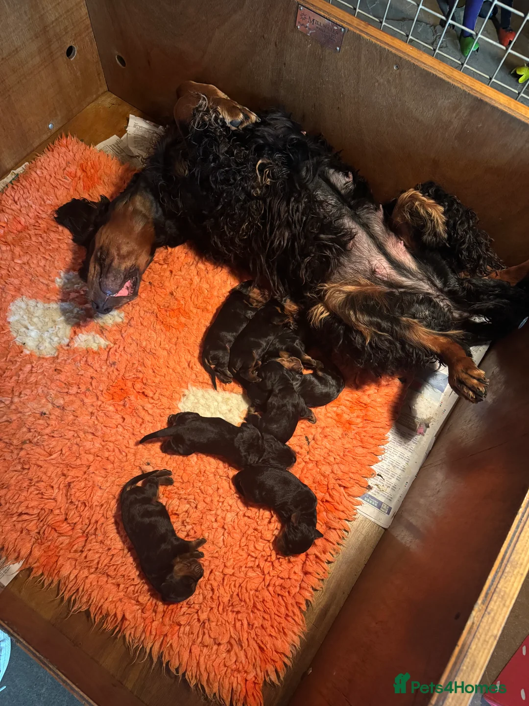 Gordon Setter dogs for sale: 10month old bitch puppy - Advert 2