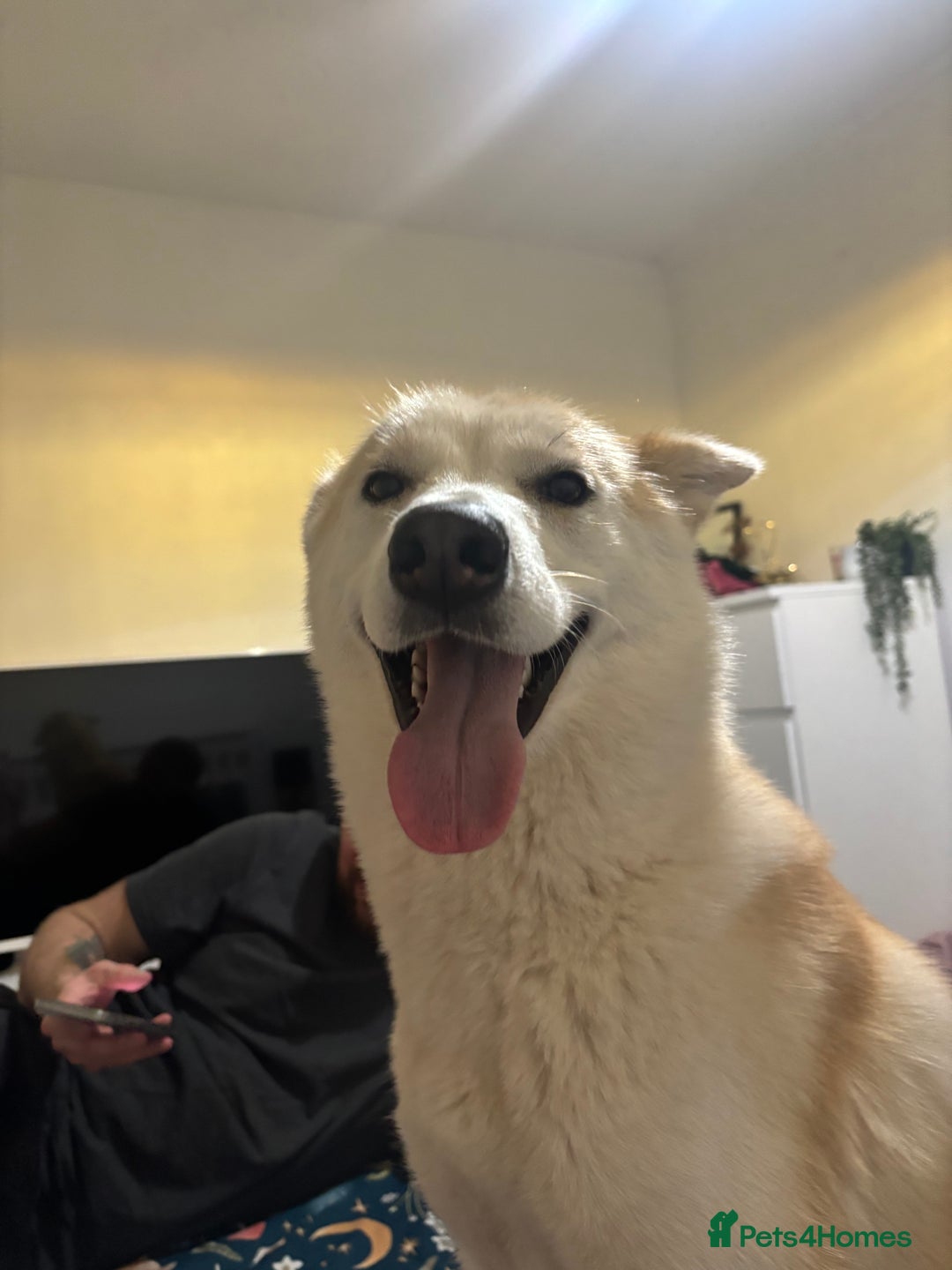 Siberian Husky dogs for sale: Husky and cocker spaniel  - Image 5