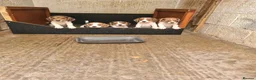 Beagle dogs for sale: 7 Beagle Puppies  in Wakefield - Advert 2