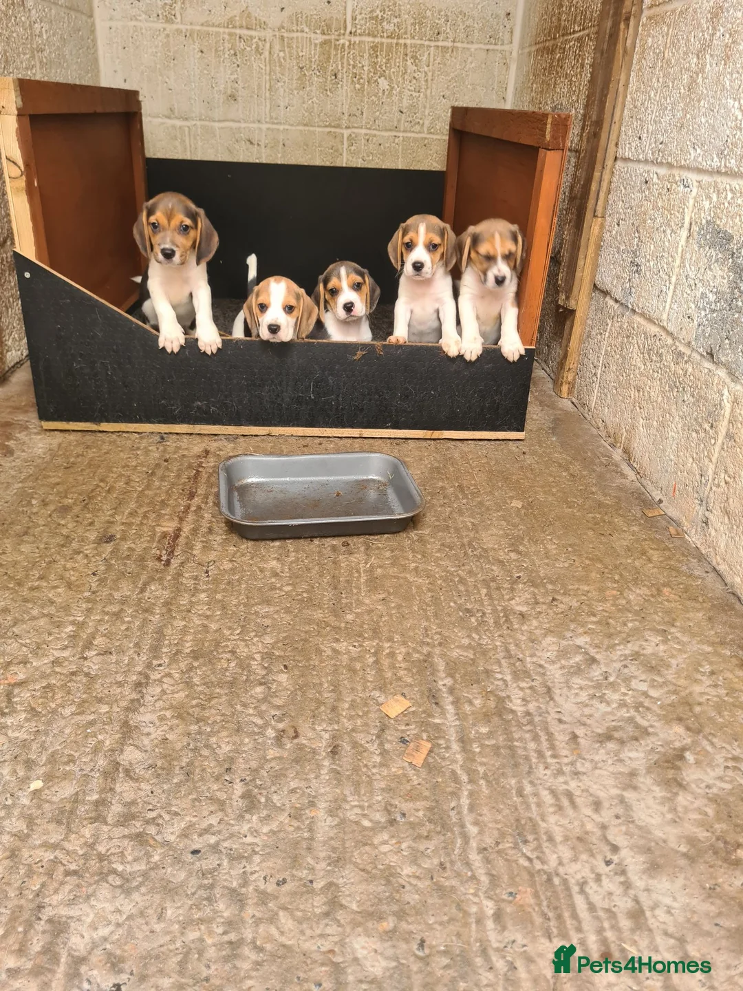 Beagle dogs for sale: 7 Beagle Puppies  in Wakefield - Advert 2