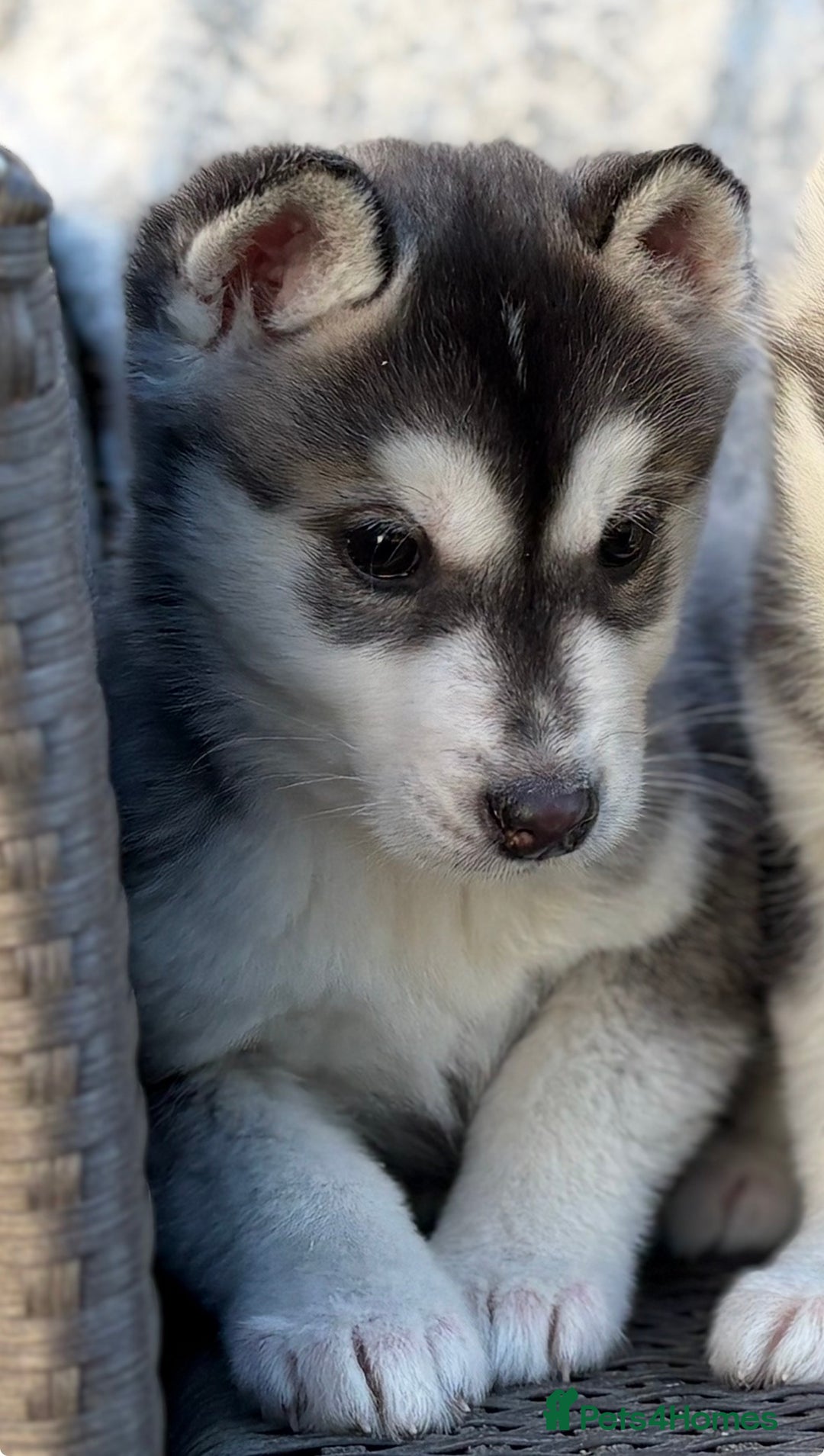 Siberian Husky dogs for sale: Siberian husky puppies - Advert 3