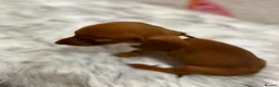 Miniature Dachshund dogs for sale: ⭐️Beautiful Kaninchen Pups READY NOW - Advert 30