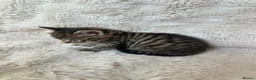 Mixed Breed cats for sale: 4 females looking for their forever homes  - Advert 7