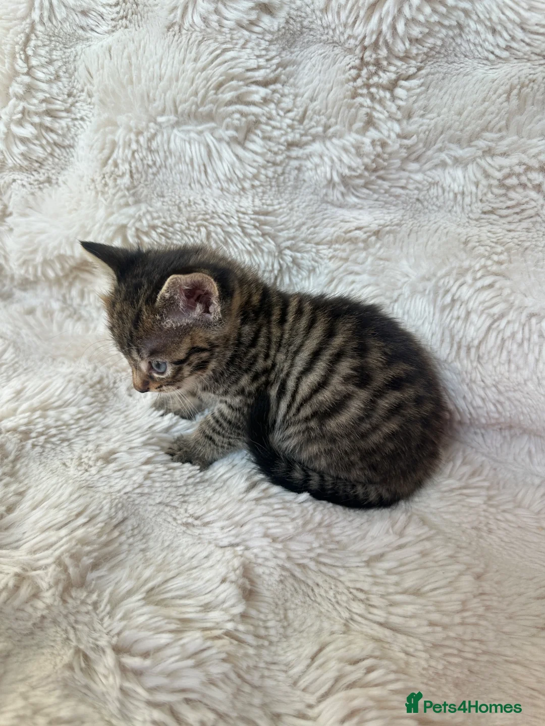 Mixed Breed cats for sale: 4 females looking for their forever homes  - Advert 7