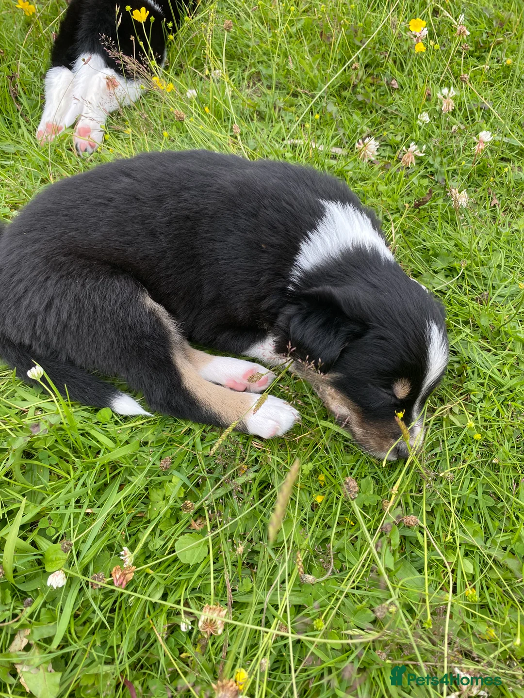 Border Collie dogs for sale: Border Collies Puppies in Lauder - Advert 2