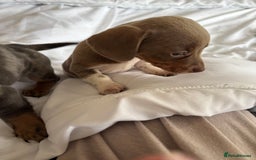 Dachshund dogs for sale: Dachshund puppies  - Image 5