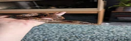 Boa Snake reptiles for sale: Toliara Dumerils Boa and setup  - Advert 4