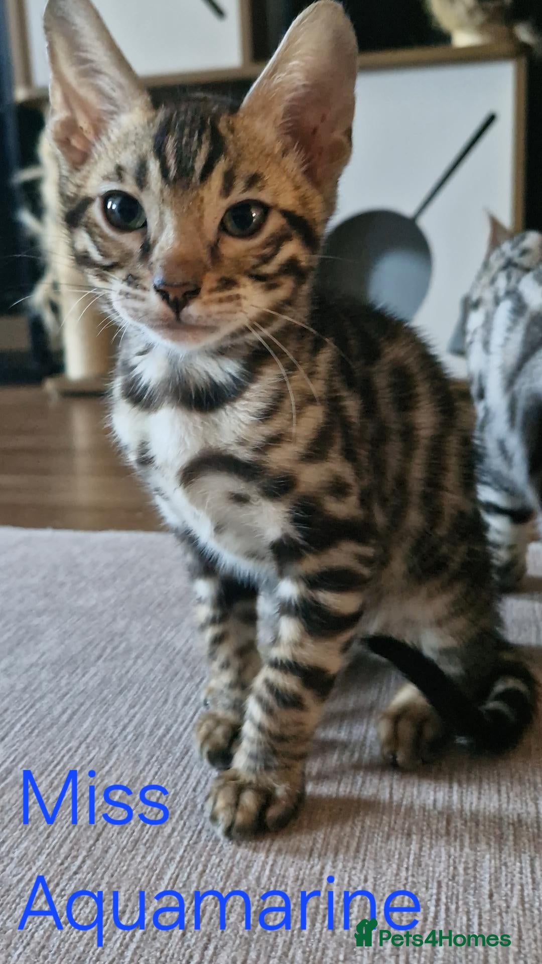 Bengal cats READY Genetic & Health Tested Bengal Kittens - Advert 1