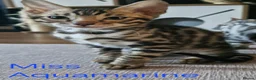 Bengal cats for sale: READY Genetic & Health Tested Bengal Kittens - Advert 1
