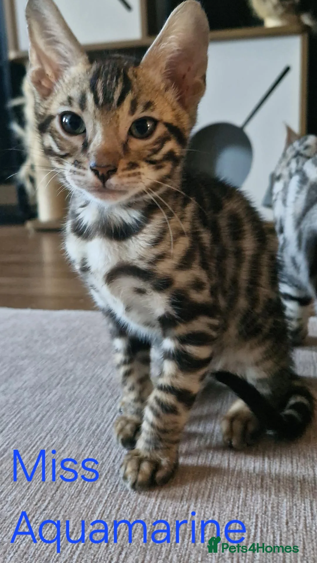 Bengal cats for sale: READY Genetic & Health Tested Bengal Kittens - Advert 1