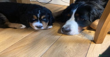 Bernedoodle dogs - Advert 2