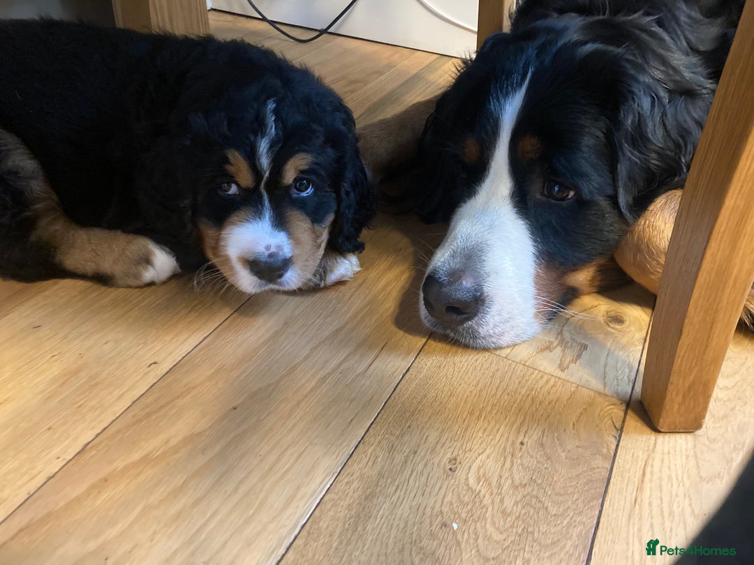 Bernedoodle dogs for sale: ⭐️⭐️F2 BERNEDOODLE PUPPIES⭐️⭐️ - Image 2