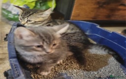 Mixed Breed cats for sale: 2 boys and 1 girl - Image 15