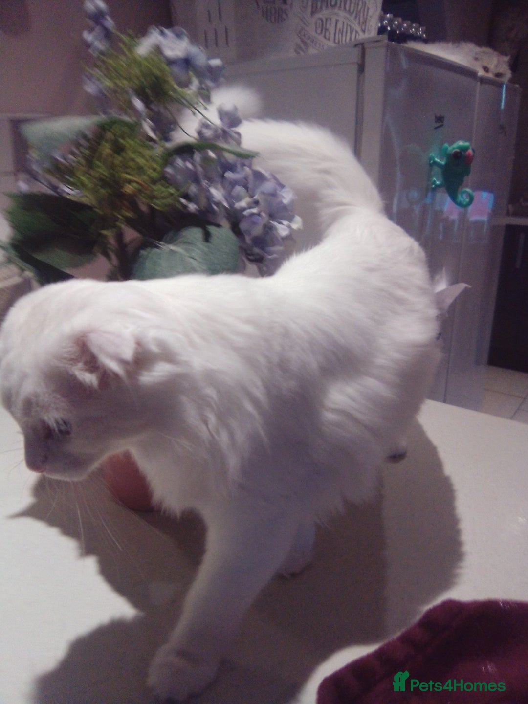 Scottish Fold cats for sale: ready now for there forever homes - Advert 27