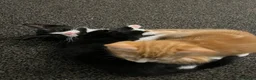 Mixed Breed cats for sale: 🐾 Lovely Kittens Looking for a Loving Home 🐾 - Advert 9