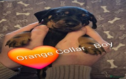 Dachshund dogs for sale: Standard Dachshund Puppies - Advert 9