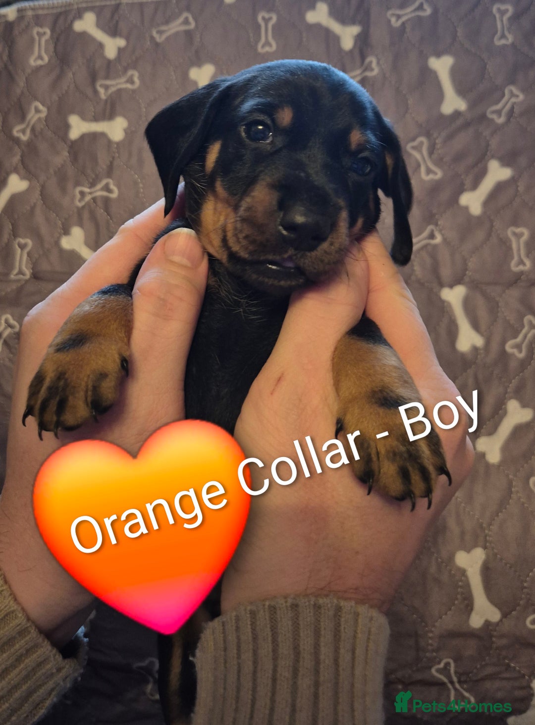 Dachshund dogs for sale: Standard Dachshund Puppies - Advert 9