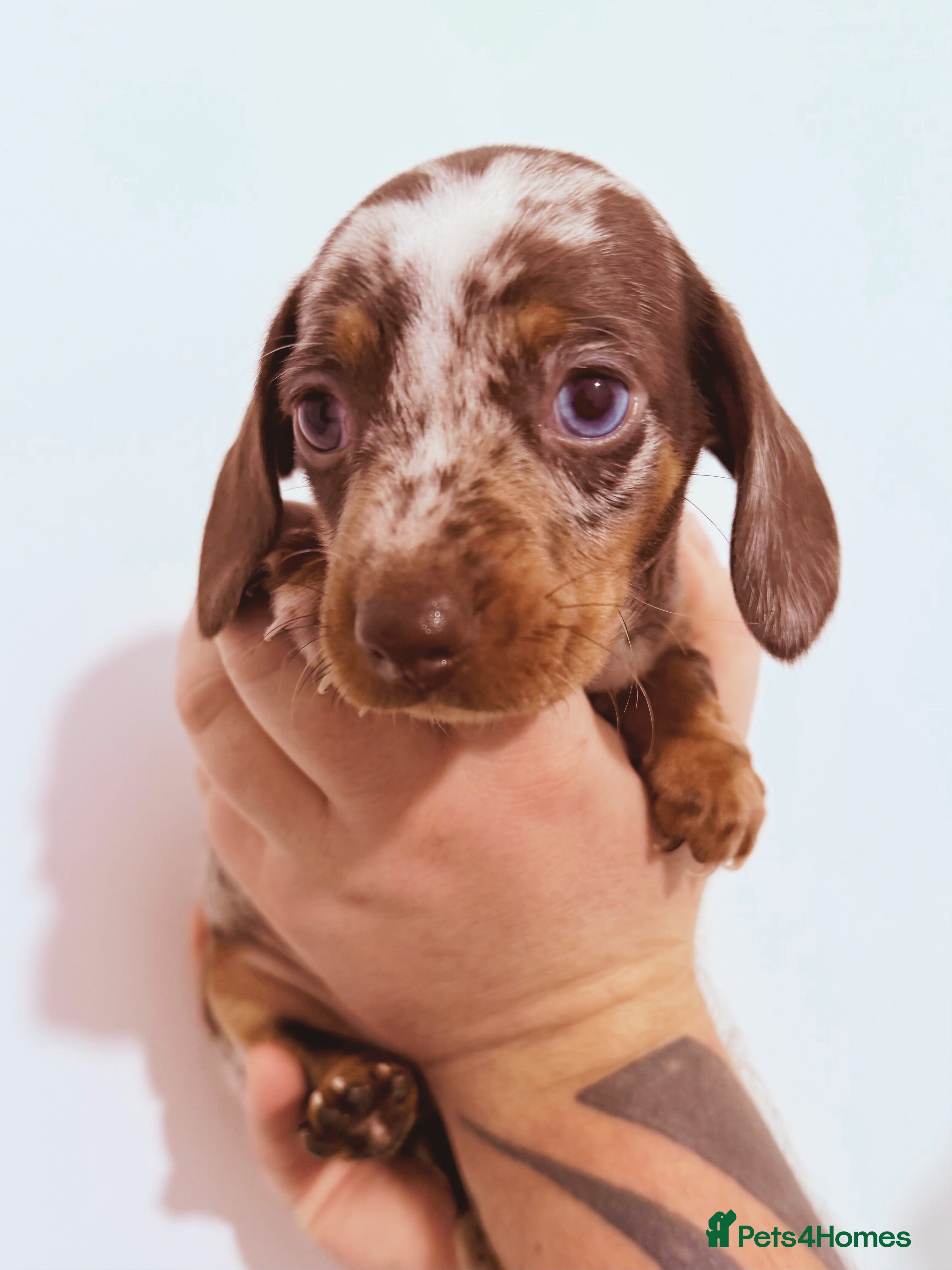 Miniature Dachshund dogs Beautiful miniature dachshund girls ready 22/3 - Advert 5