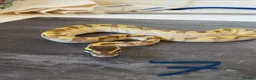 Python Snake reptiles for sale: Hatchling royal pythons. - Advert 17