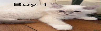 Ragdoll 1