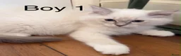 Ragdoll cats for sale: 4 beautiful Ragdolls - Advert 6