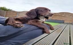 Cocker Spaniel dogs for sale: Working cocker spaniel  - Image 4