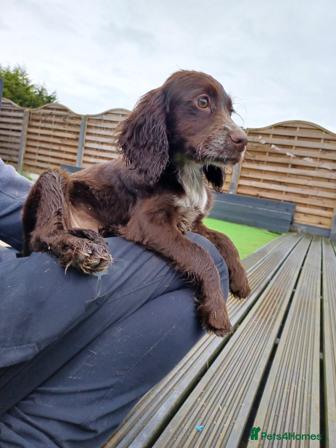 Cocker Spaniel dogs for sale: Working cocker spaniel  - Image 4