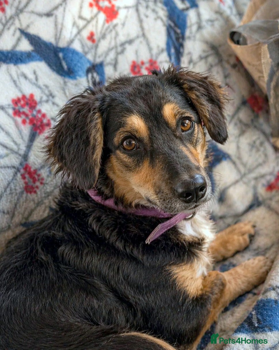 Mixed Breed dogs Sweet KATIA needs a new Loving HOME - Advert 1