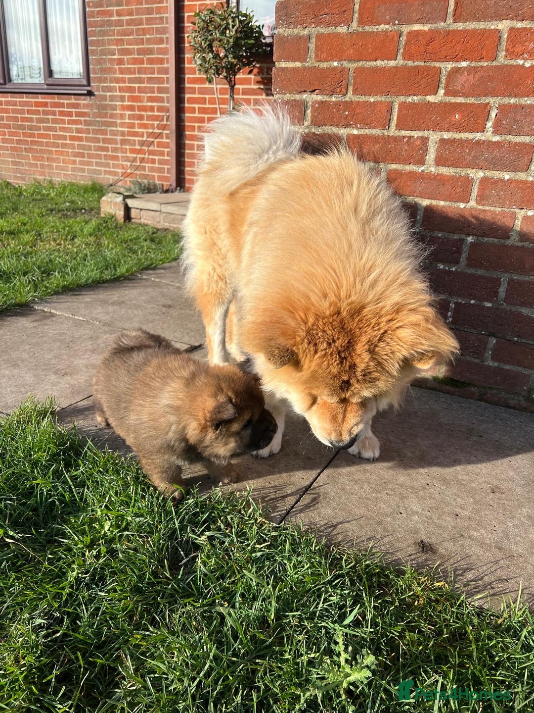 Chow Chow dogs for sale: Gorgeous Chow Chow Puppies Raised in a loving Home - Advert 23