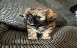 Shih Tzu dogs for sale: Shih tzus  - Image 30