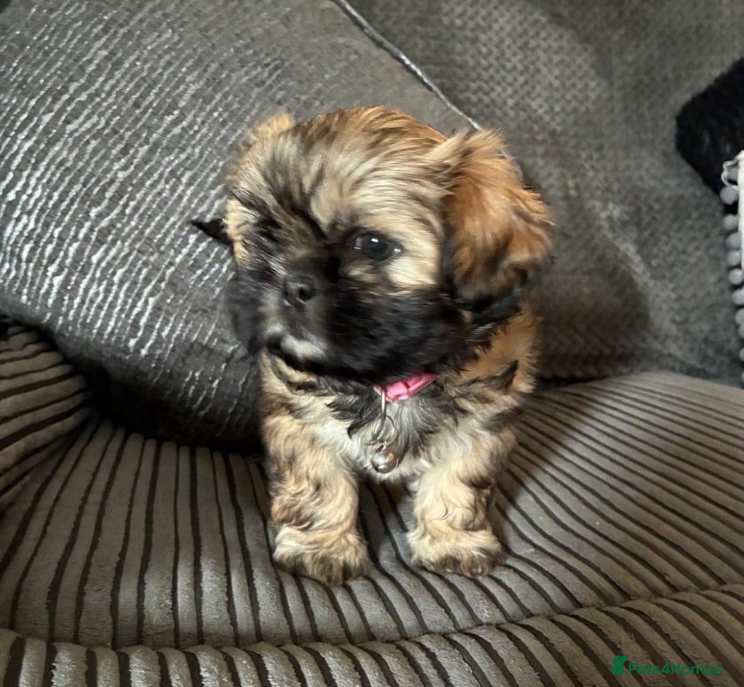 Shih Tzu dogs for sale: Shih tzus  - Image 30
