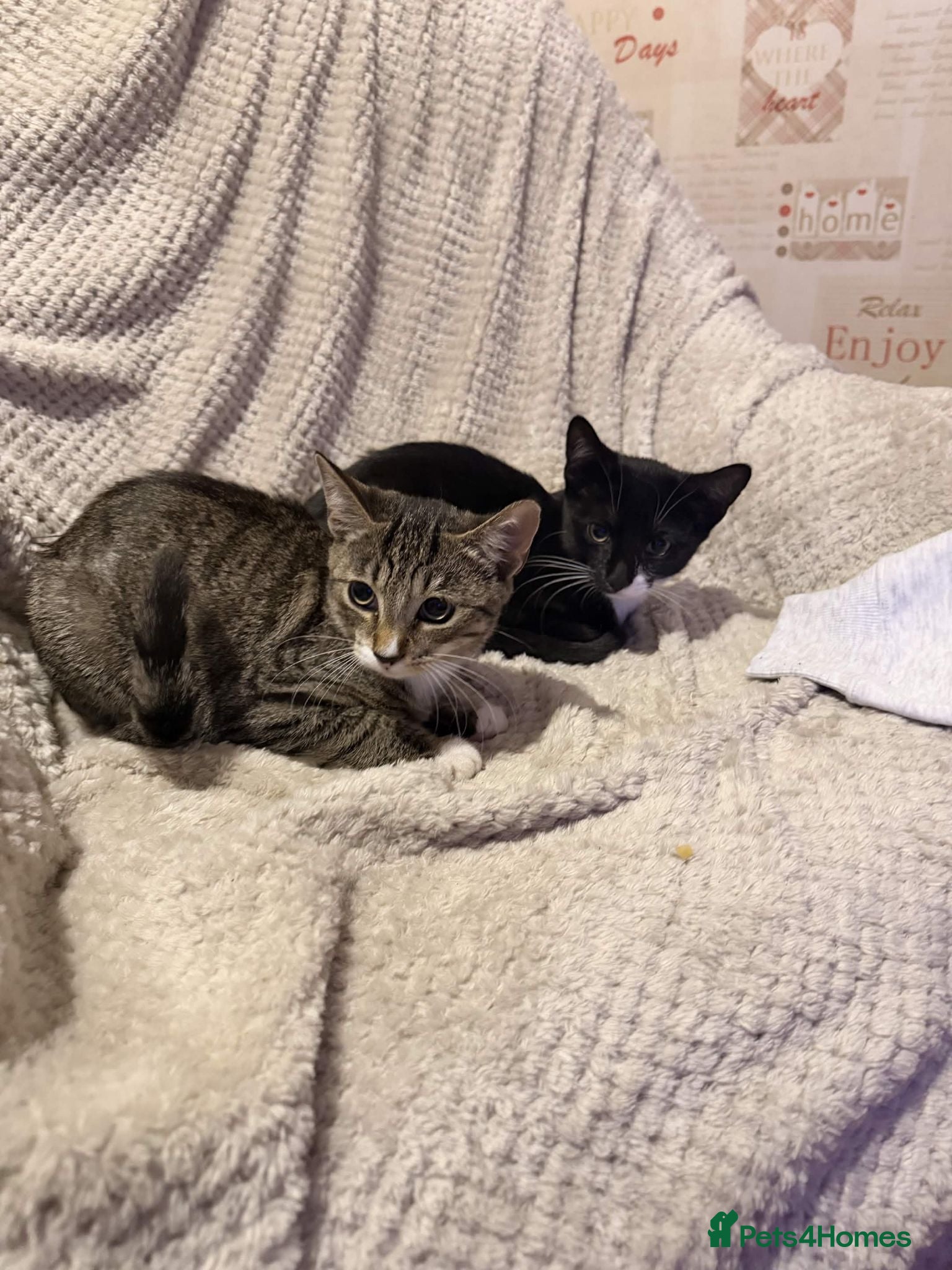 Mixed Breed cats Two Male Kittens For A Good Home - Advert 10