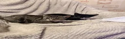 Mixed Breed cats for sale: Two Male Kittens For A Good Home in Kettering - Advert 1
