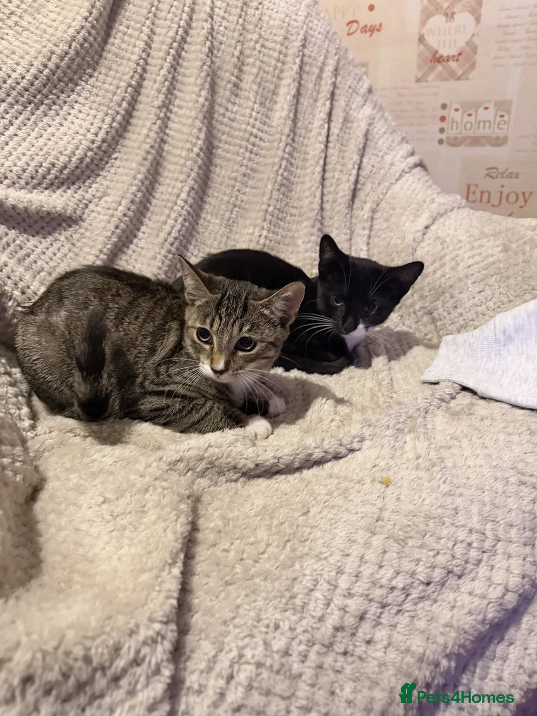 Mixed Breed cats for sale: Two Male Kittens For A Good Home in Kettering - Advert 1