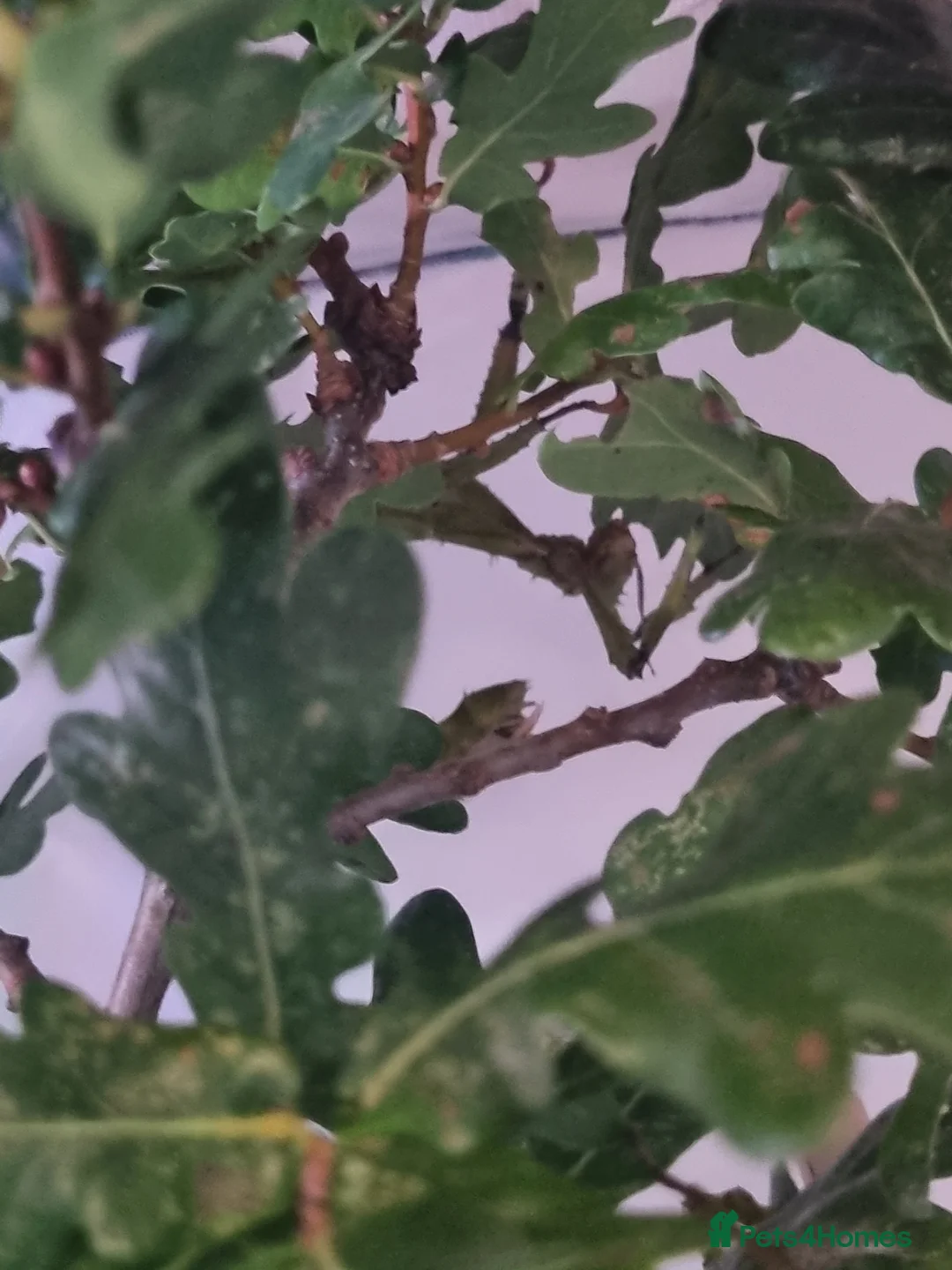 Stick Insects invertebrates for sale: *BARGAIN PRICE* Macleays spiny stick insect nymph - Advert 5