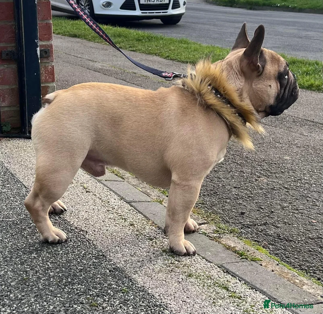 French Bulldog dogs for sale: French Bulldog Puppies - KC REG - Show Quality - Advert 2