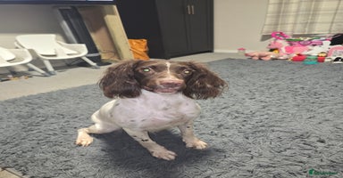 English Springer Spaniel dogs - Advert 3