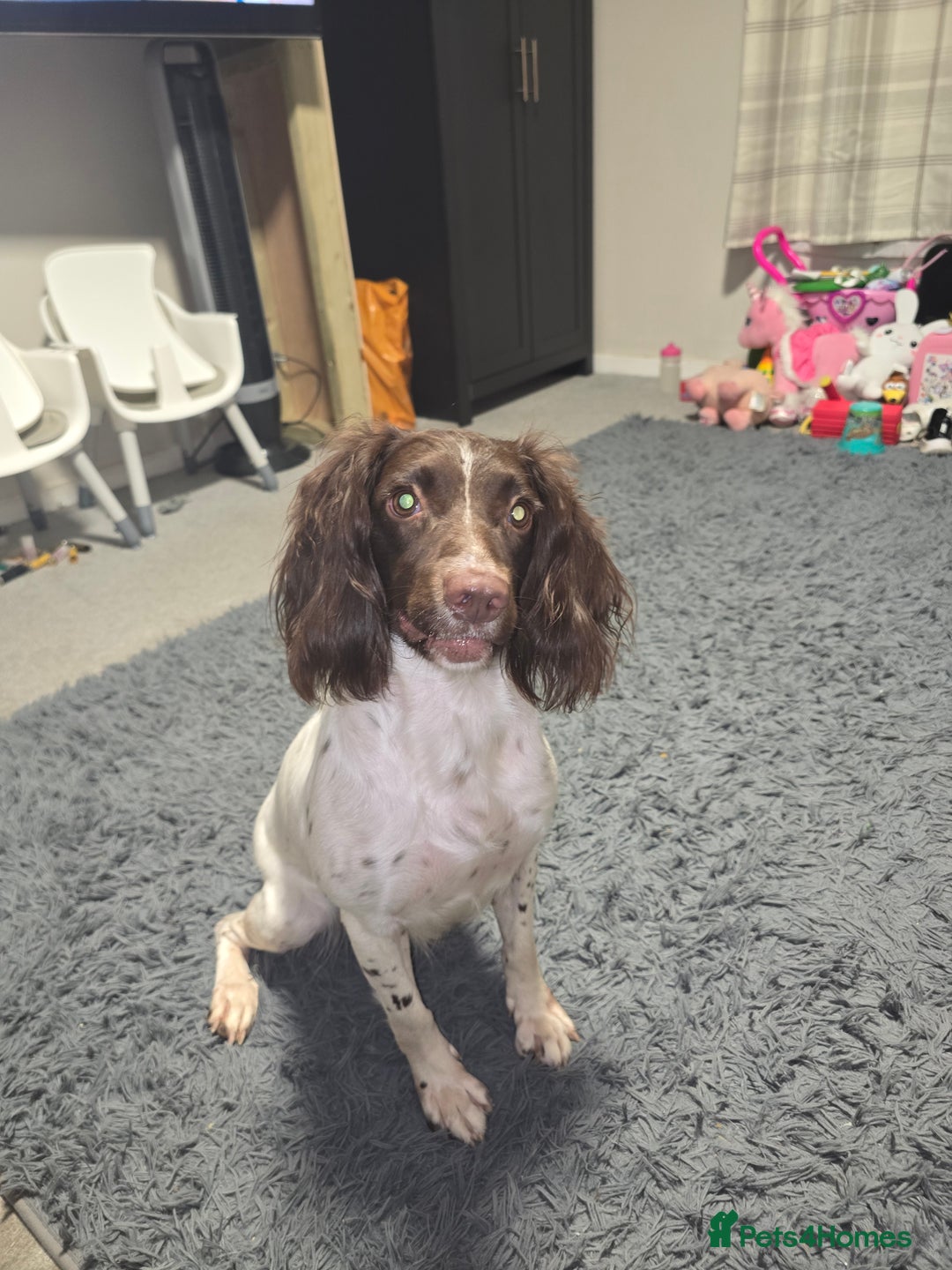 English Springer Spaniel dogs for sale: Female springer for sale  - Image 3
