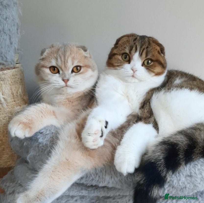 Scottish Fold cats TICA Reg: Scottish Fold Neutered Girl Kittens - Advert 9