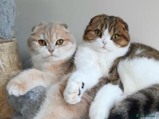Scottish Fold cats TICA Reg: Scottish Fold Neutered Girl Kittens - Advert 4