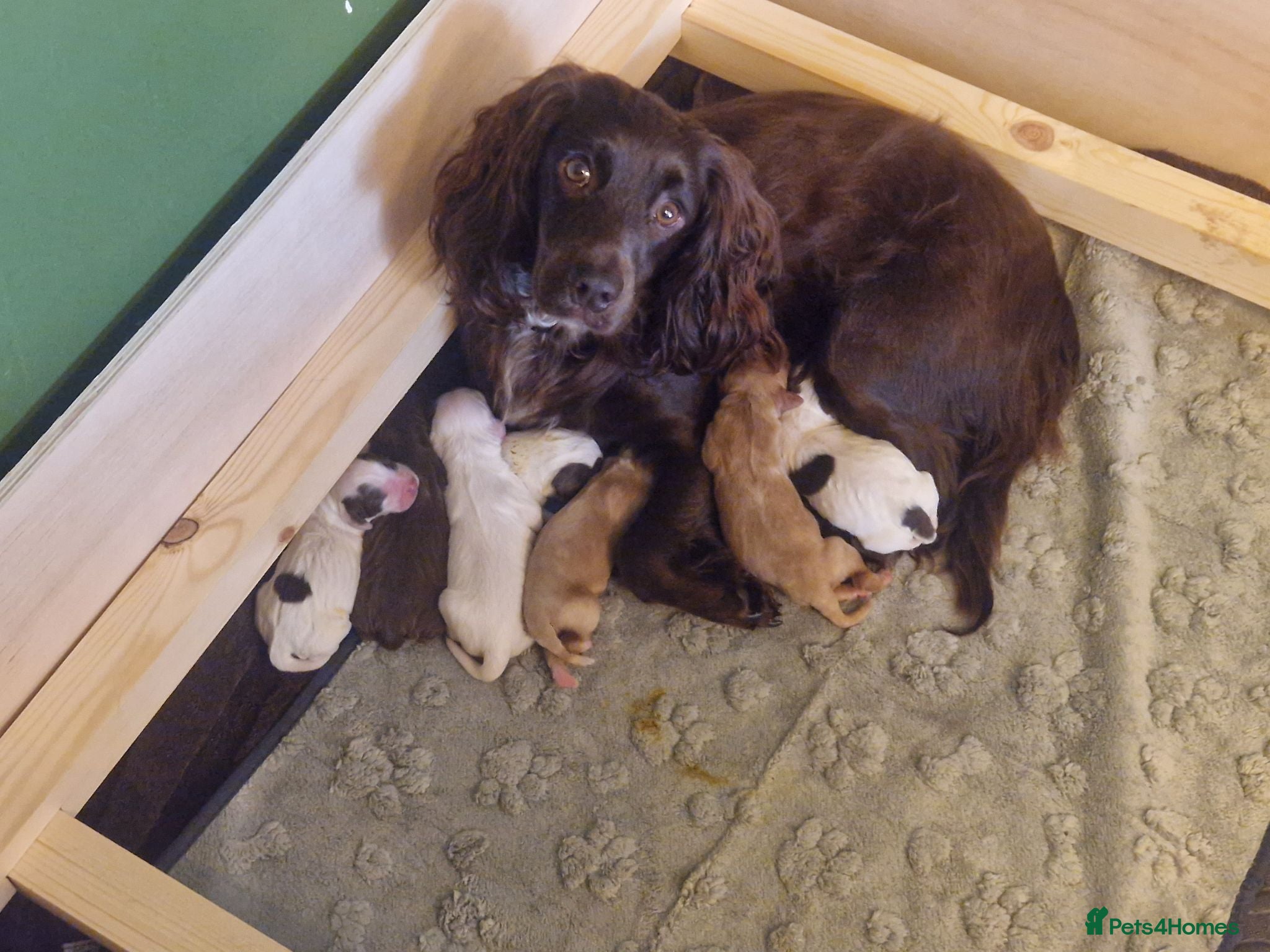 Mixed Breed dogs Cocker Spaniel Puppies - Advert 10