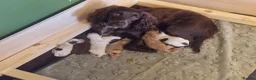 Mixed Breed dogs for sale: Cocker Spaniel Puppies - Advert 1