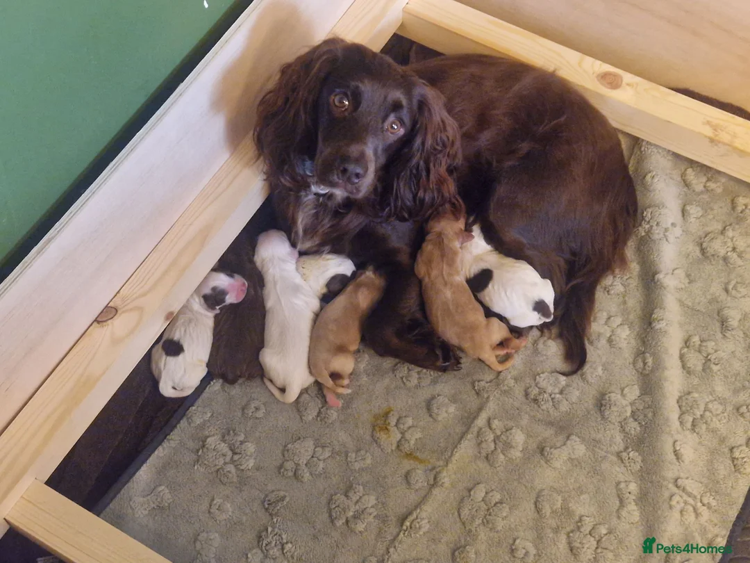 Mixed Breed dogs for sale: Cocker Spaniel Puppies - Advert 1