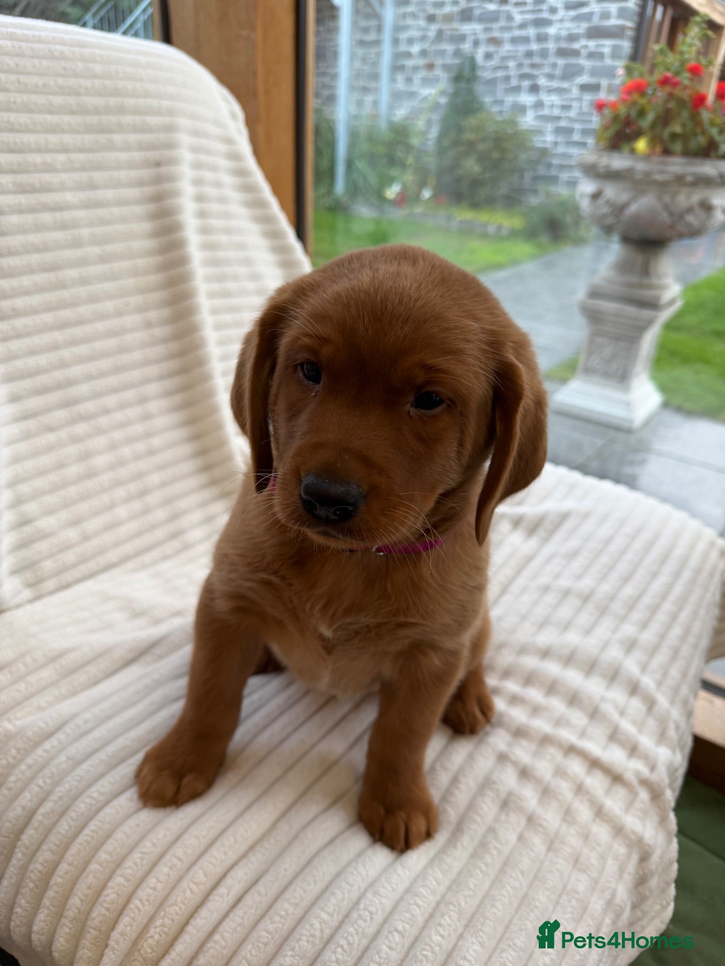 Labrador Retriever dogs Stunning fox Red Labrador pup - Advert 2