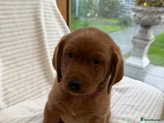 Labrador Retriever dogs Stunning fox Red Labrador pup - Advert 2