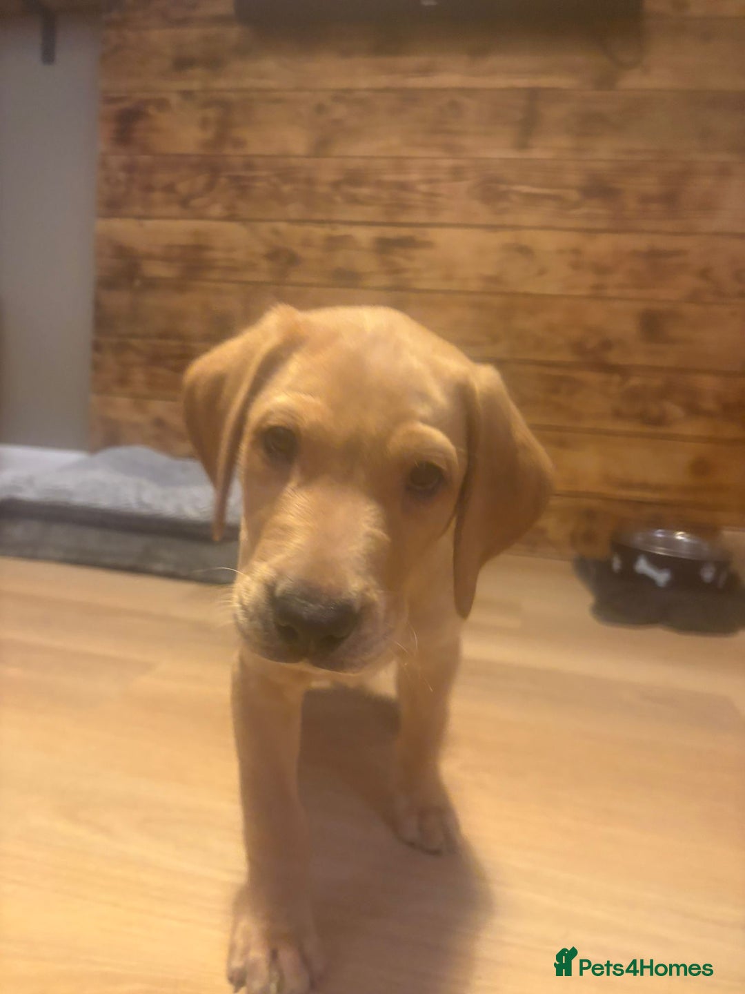 Labrador Retriever dogs for sale: Fox red Labrador Boy  - Advert 2